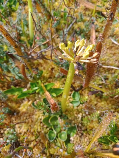 Diplaspis nivis, photographed by Nina Kerr
