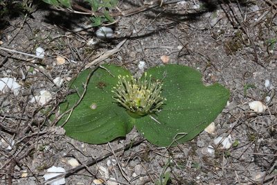 Massonia pustulata, photographed by Brian du Preez