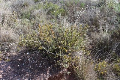 Leucadendron coriaceum, photographed by Brian du Preez