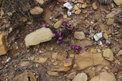 Acrodon deminutus, photographed by Brian du Preez