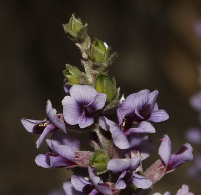 Amphithalea violacea, photographed by Brian du Preez