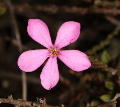 Acmadenia macropetala, photographed by Brian du Preez