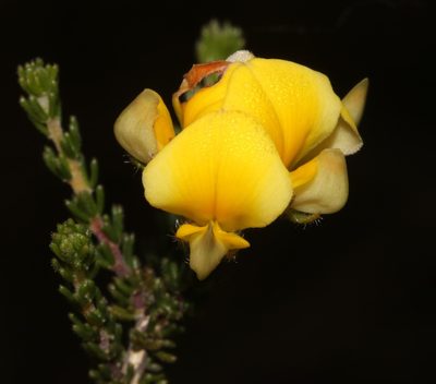 Aspalathus millefolia, photographed by Brian du Preez