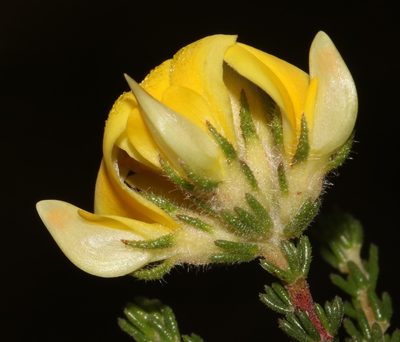 Aspalathus millefolia, photographed by Brian du Preez
