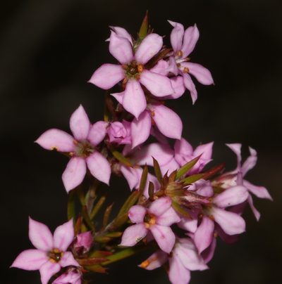 Coleonema aspalathoides, photographed by Brian du Preez