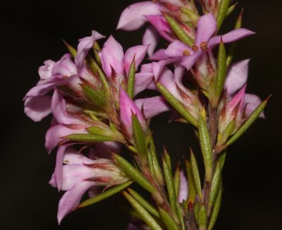 Coleonema aspalathoides, photographed by Brian du Preez