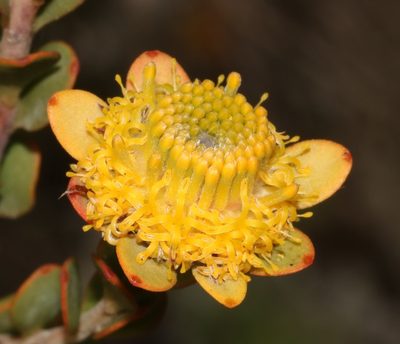 Leucadendron coriaceum, photographed by Brian du Preez