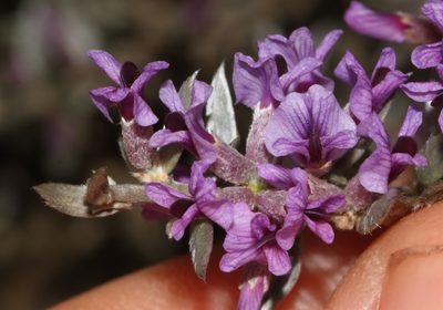 Amphithalea violacea, photographed by Brian du Preez