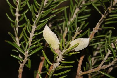 Xiphotheca rosmarinifolia, photographed by Brian du Preez