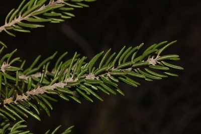 Xiphotheca rosmarinifolia, photographed by Brian du Preez