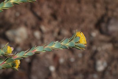 Leucadendron coriaceum, photographed by Brian du Preez