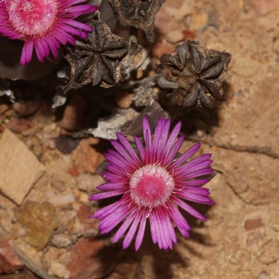 Acrodon deminutus, photographed by Brian du Preez