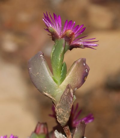 Acrodon deminutus, photographed by Brian du Preez