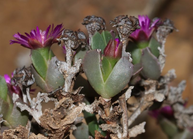 Acrodon deminutus, photographed by Brian du Preez