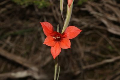 Gladiolus teretifolius, photographed by Brian du Preez