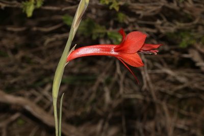 Gladiolus teretifolius, photographed by Brian du Preez