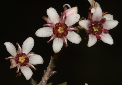 Diosma passerinoides, photographed by Brian du Preez