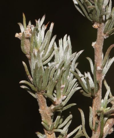 Aspalathus eustonbrownii, photographed by Brian du Preez