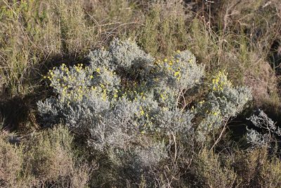 Polhillia stirtoniana, photographed by Brian du Preez