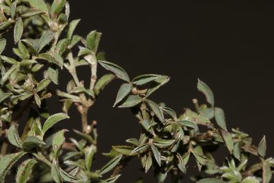 Argyrolobium pachyphyllum, photographed by Brian du Preez