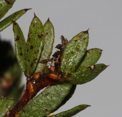 Psoralea curtisiae, photographed by Brian du Preez
