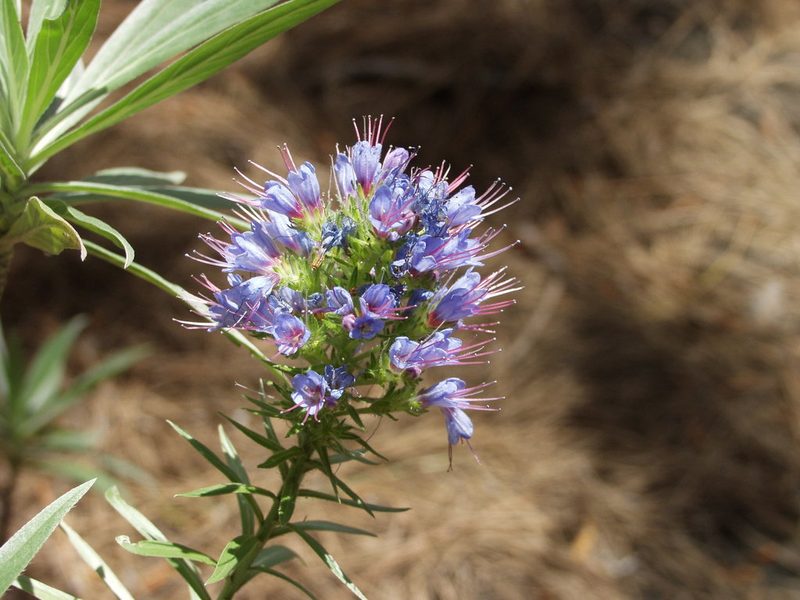 Echium webbii, photographed by Ina Siebert