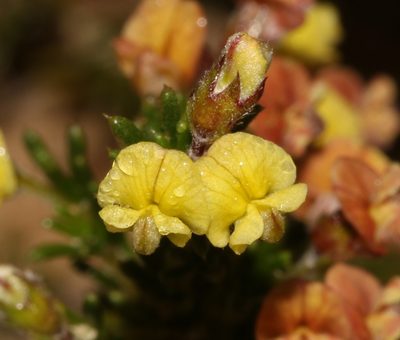Aspalathus albens, photographed by Brian du Preez