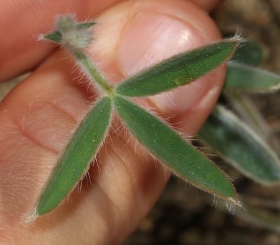 Argyrolobium velutinum, photographed by Brian du Preez