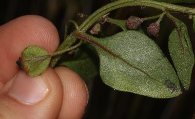 Tetragonia nigrescens, photographed by Brian du Preez