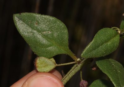 Tetragonia nigrescens, photographed by Brian du Preez
