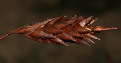 Staberoha distachyos, photographed by Brian du Preez