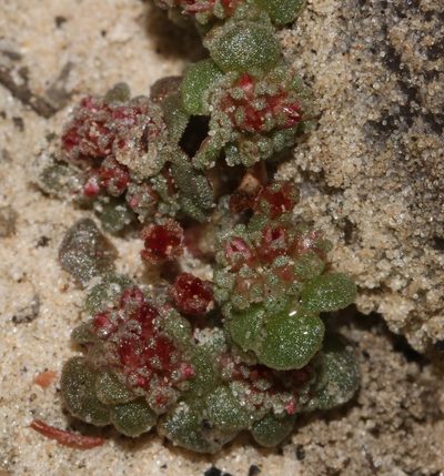 Crassula umbellata, photographed by Brian du Preez