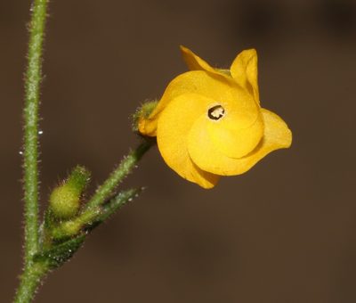Hermannia scabra, photographed by Brian du Preez