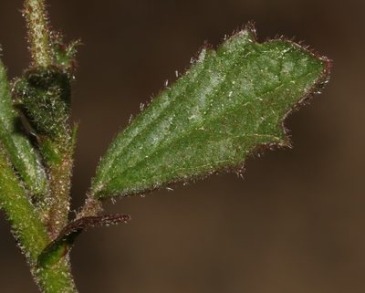 Hermannia scabra, photographed by Brian du Preez