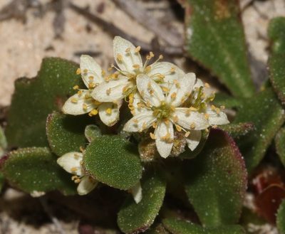 Tetragonia nigrescens, photographed by Brian du Preez
