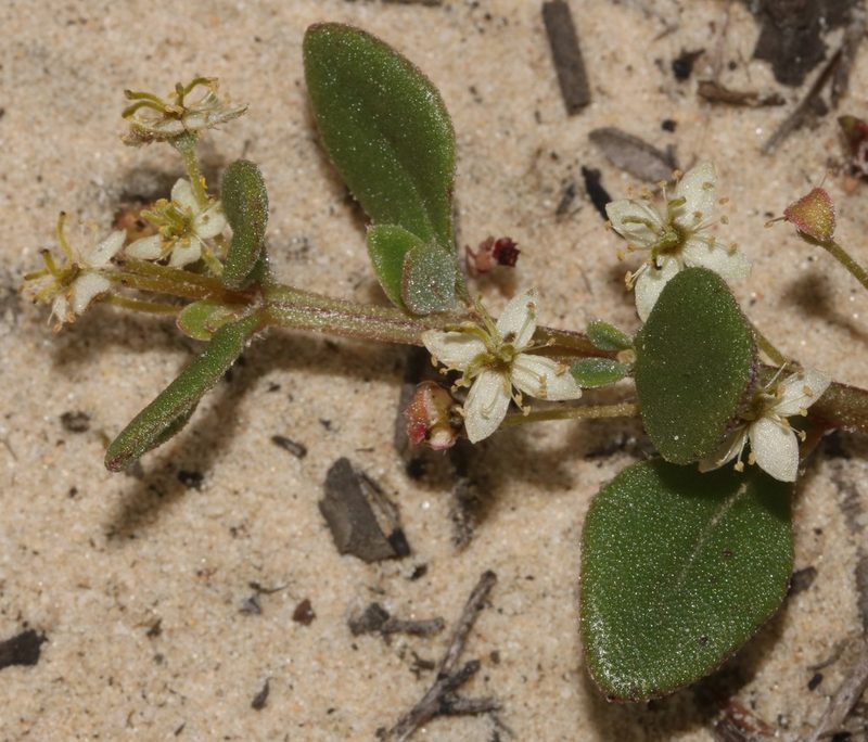Tetragonia nigrescens, photographed by Brian du Preez