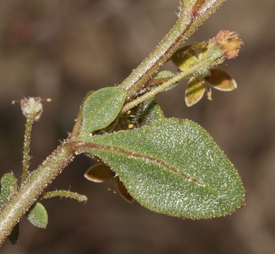 Tetragonia nigrescens, photographed by Brian du Preez