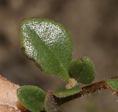 Tetragonia nigrescens, photographed by Brian du Preez