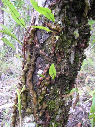 Lecanopteris sinuosa, photographed by ml_ls