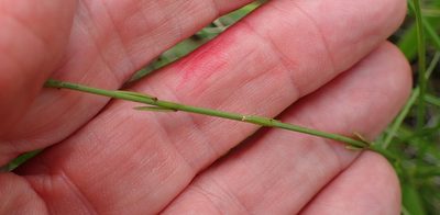 Linum thunbergii, photographed by Peter Warren
