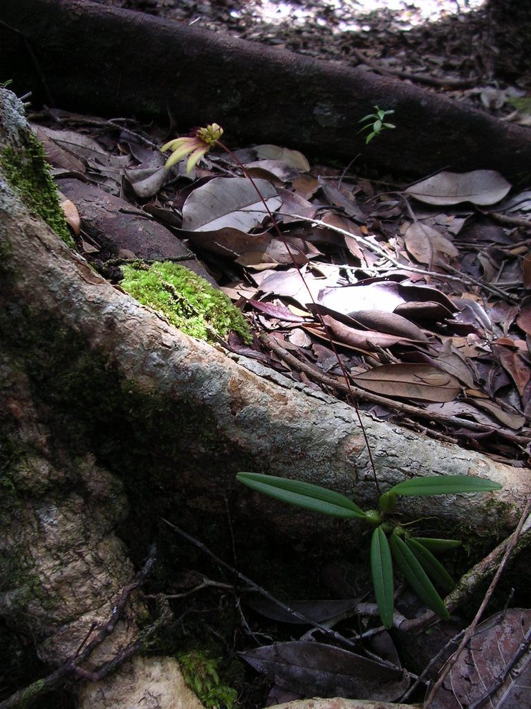 Bulbophyllum acuminatum, photographed by ml_ls
