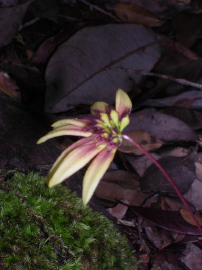 Bulbophyllum acuminatum, photographed by ml_ls