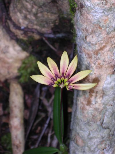 Bulbophyllum acuminatum, photographed by ml_ls