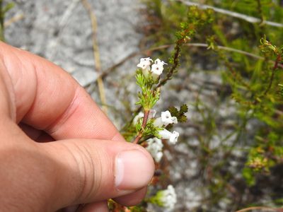 Erica denticulata, photographed by Matthew Fainman