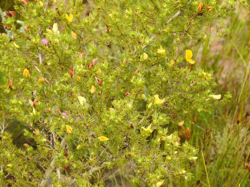 Aspalathus spicata, photographed by Matthew Fainman