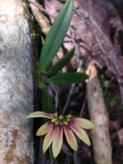 Bulbophyllum acuminatum, photographed by ml_ls