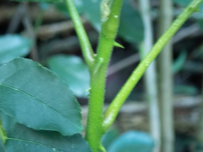 Zanthoxylum caribaeum, photographed by Don Loarie