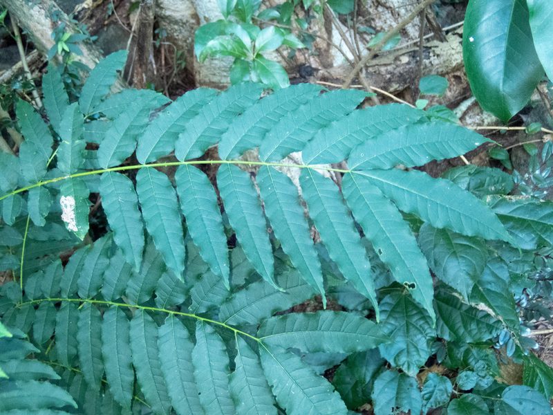 Zanthoxylum caribaeum, photographed by Don Loarie