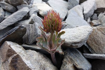 Ranunculus acraeus, photographed by John Barkla