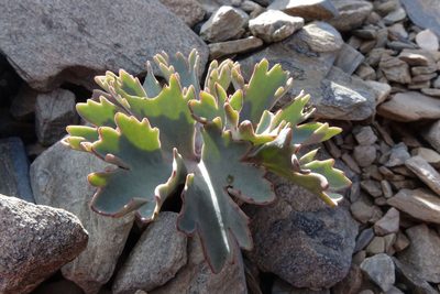 Ranunculus acraeus, photographed by John Barkla